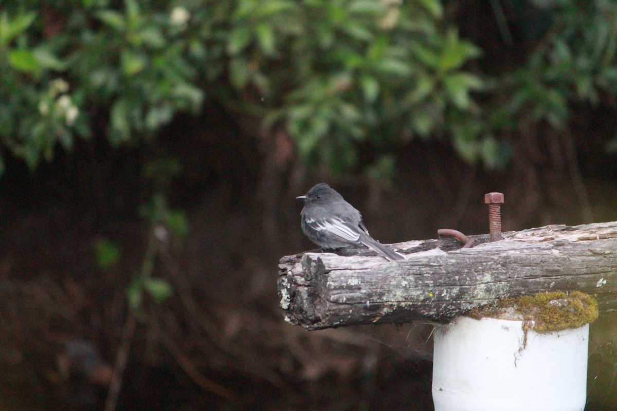 Black Phoebe - ML643863072