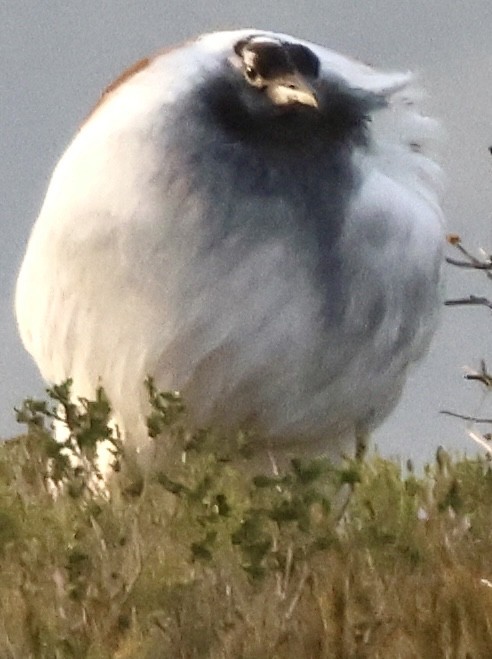 Denham's Bustard (Stanley's) - ML643863084