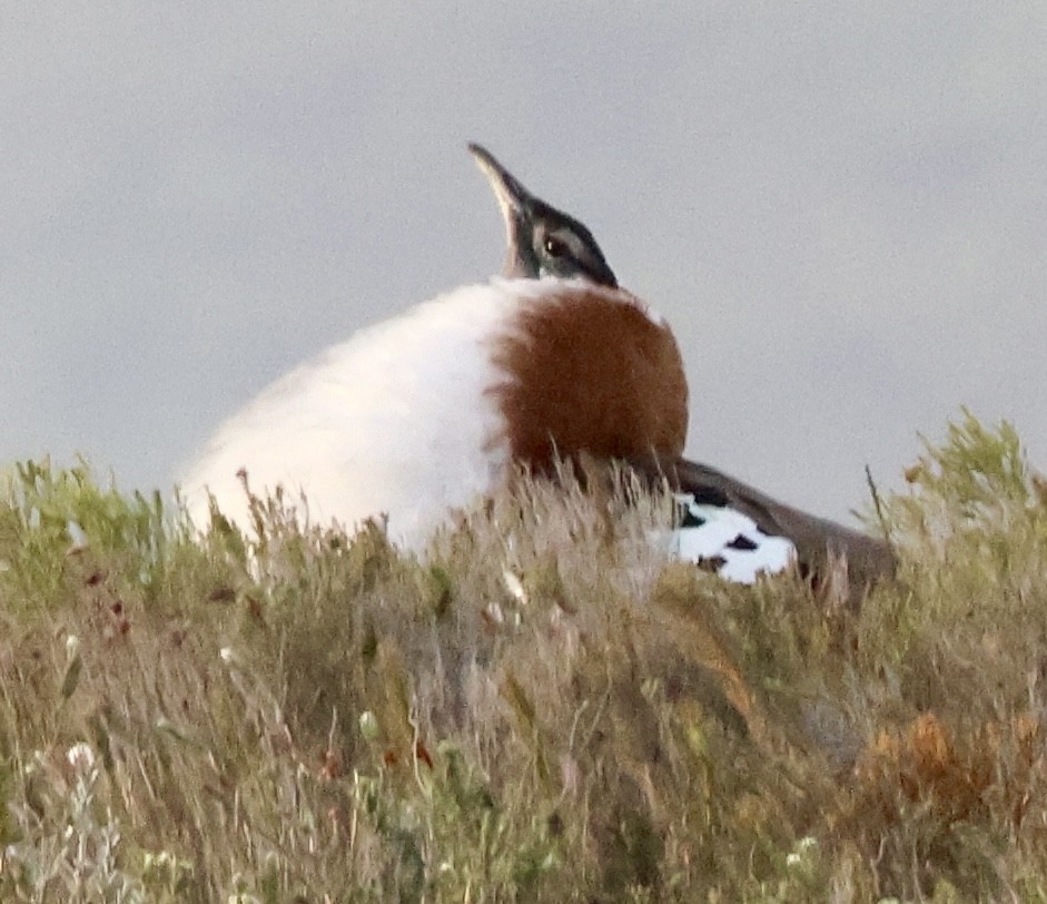 Denham's Bustard (Stanley's) - ML643863093