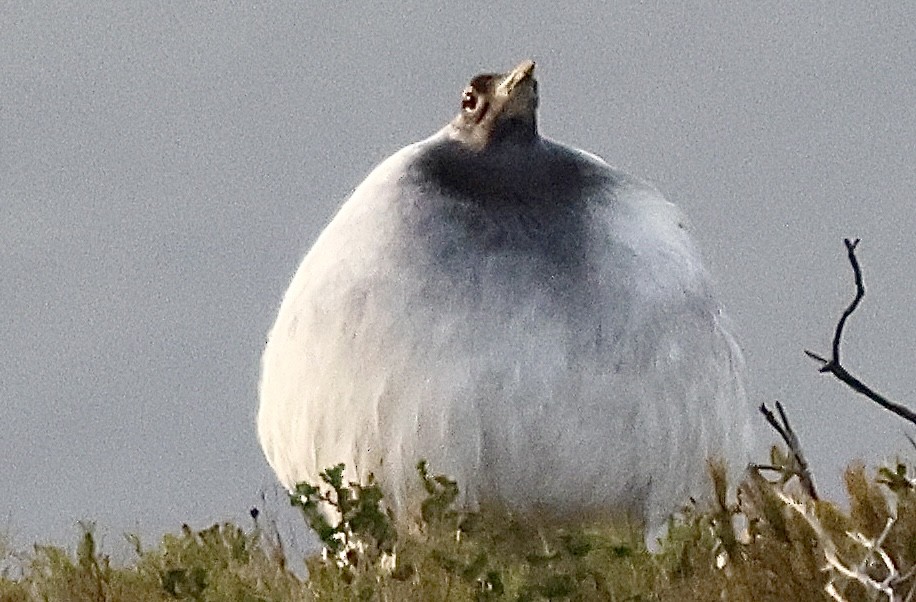 Denham's Bustard (Stanley's) - ML643863099