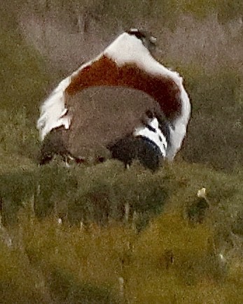Denham's Bustard (Stanley's) - ML643863123