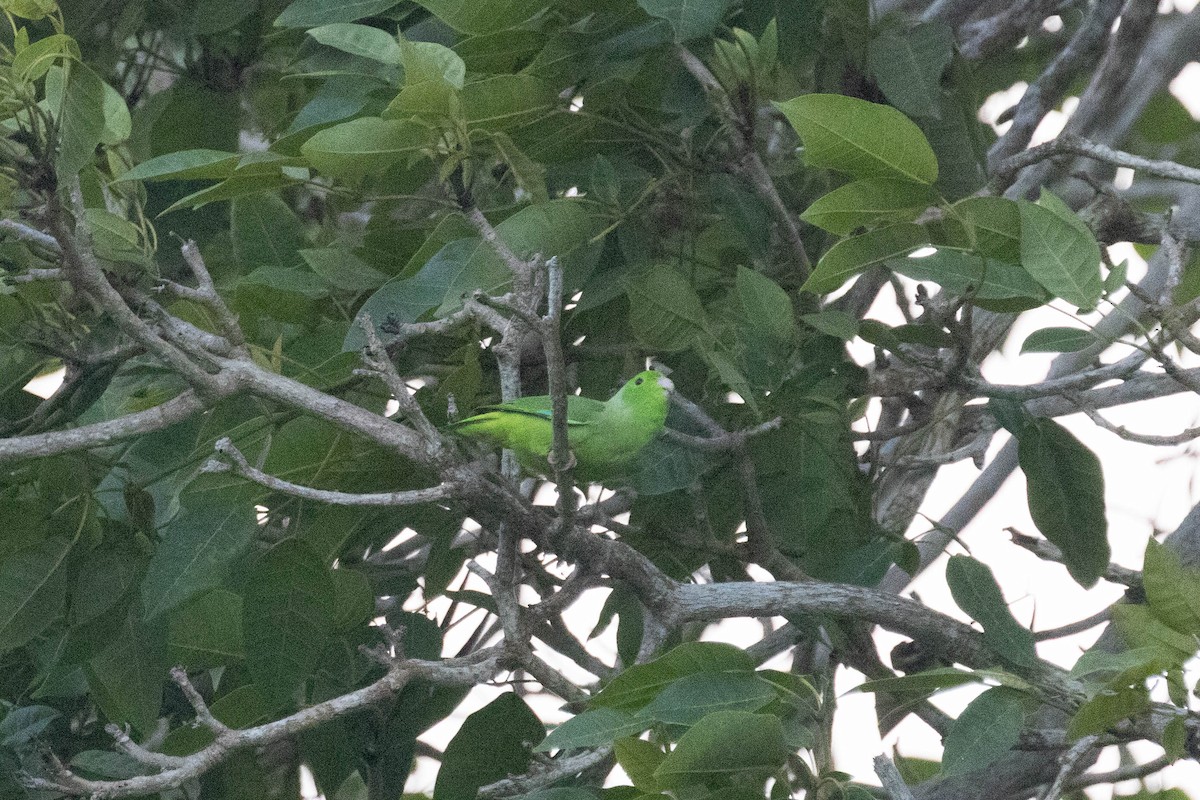 Turquoise-winged Parrotlet - ML643863132