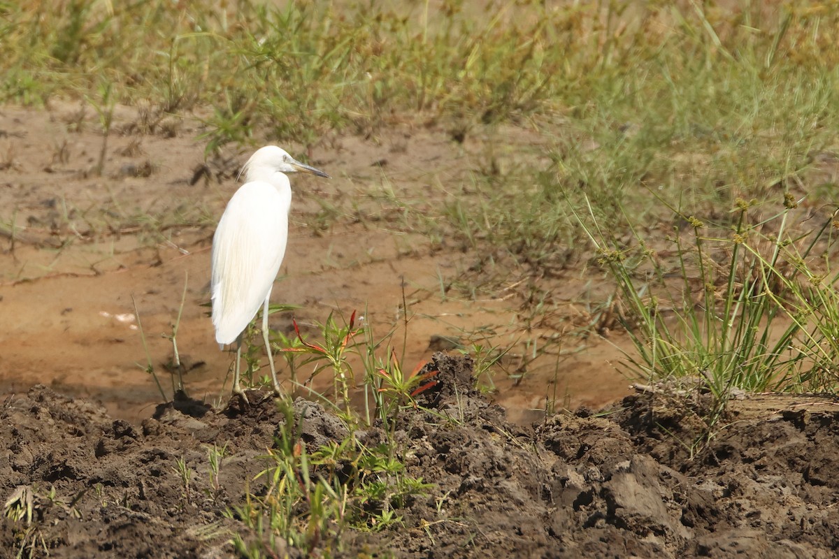 Chinese Egret - ML643863145