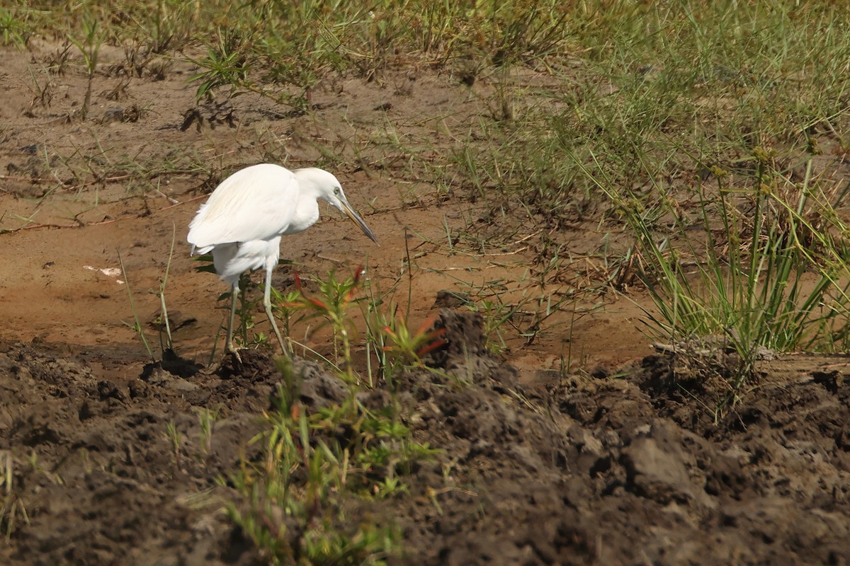 Chinese Egret - ML643863146