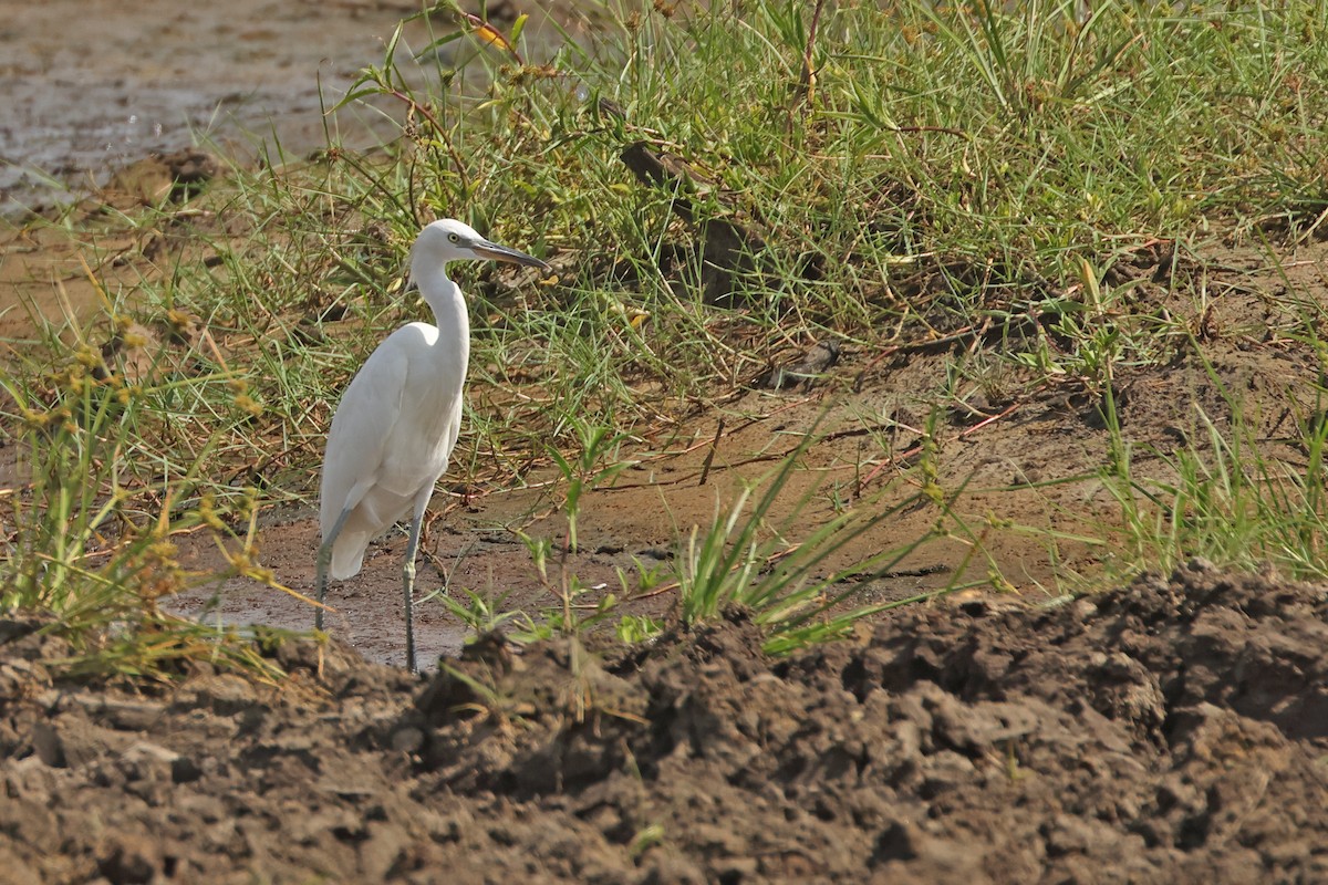 Chinese Egret - ML643863147