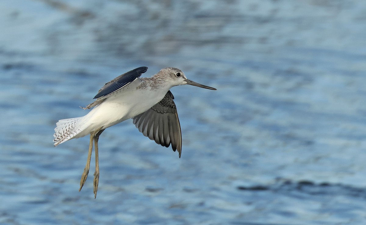 Common Greenshank - ML643863207