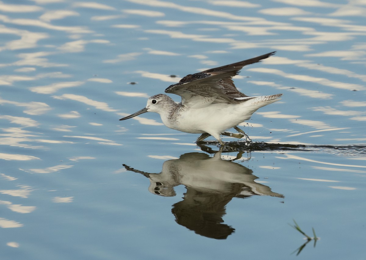 Common Greenshank - ML643863208