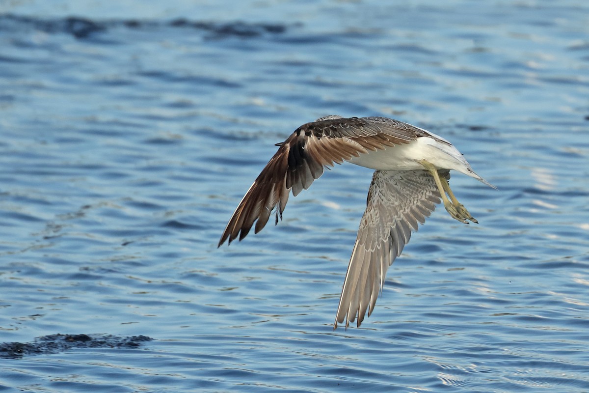 Common Greenshank - ML643863209