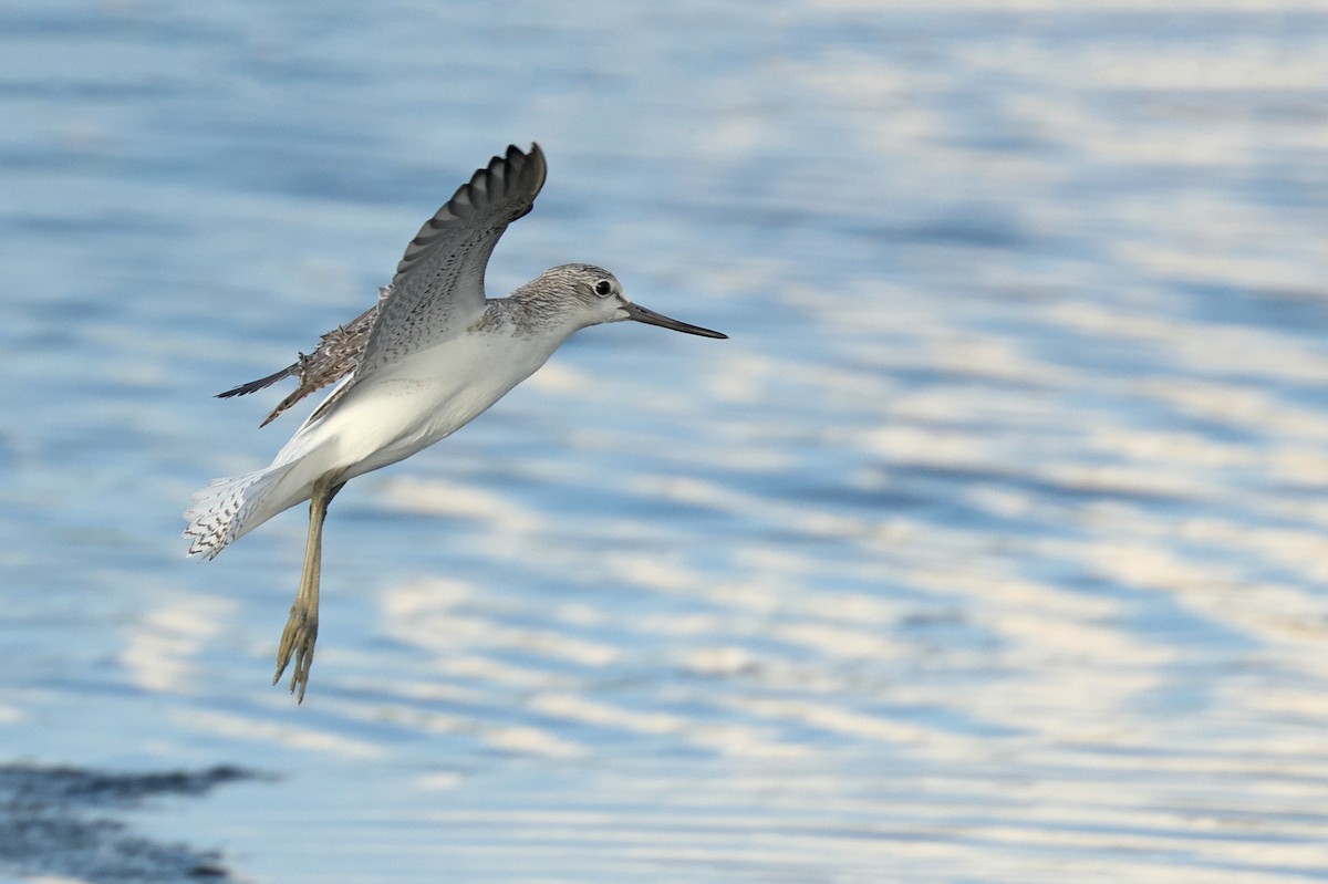 Common Greenshank - ML643863210