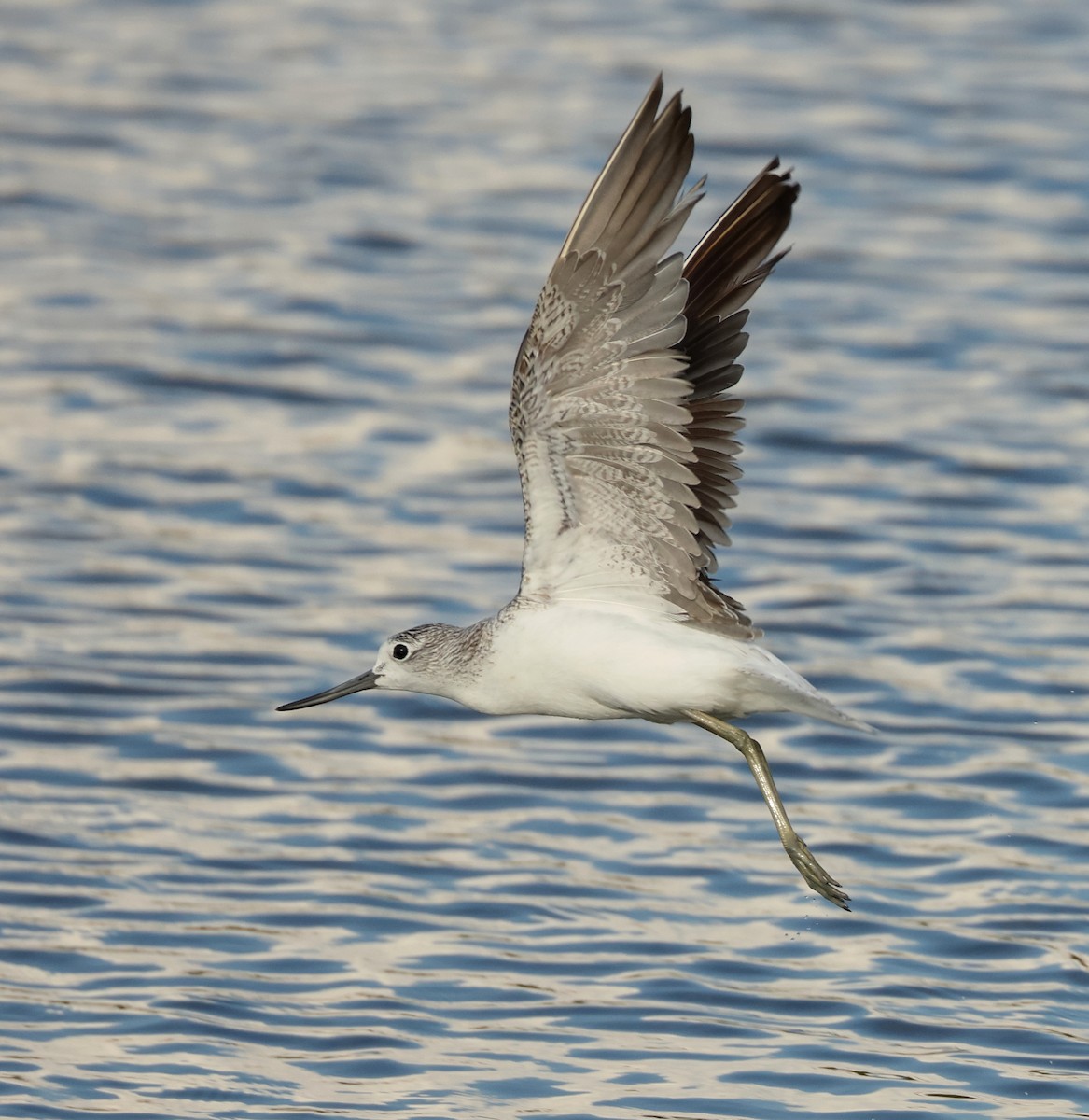Common Greenshank - ML643863211