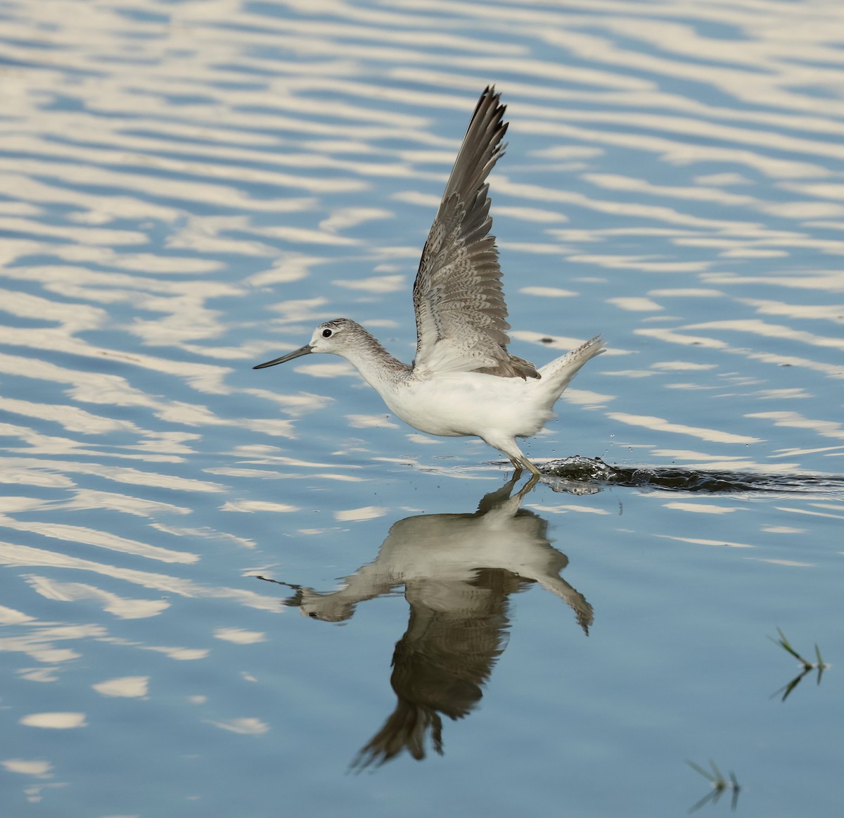 Common Greenshank - ML643863212