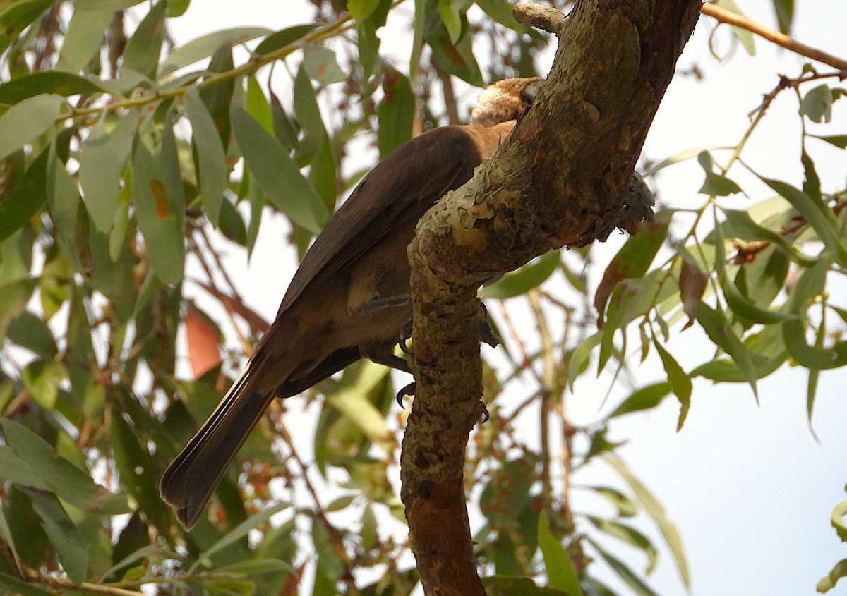 Helmeted Friarbird - ML643863219