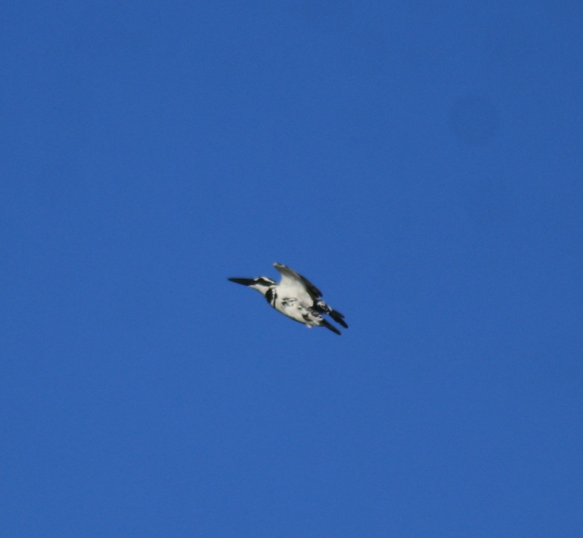Pied Kingfisher - ML643863236