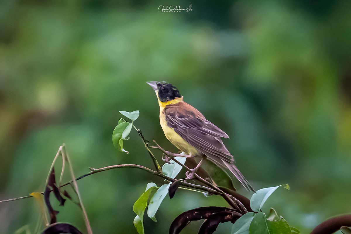 Черноголовая овсянка - ML643863292