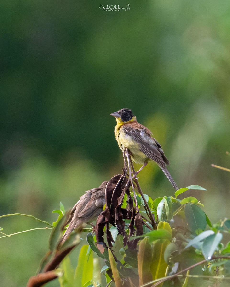 Черноголовая овсянка - ML643863293