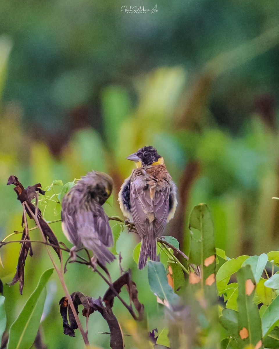 Черноголовая овсянка - ML643863294