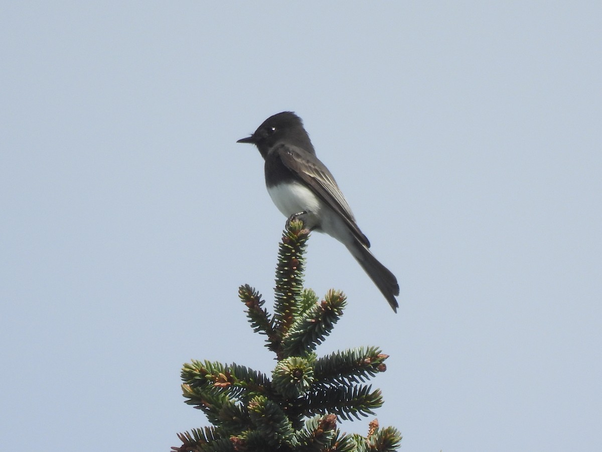 Black Phoebe - ML643863299