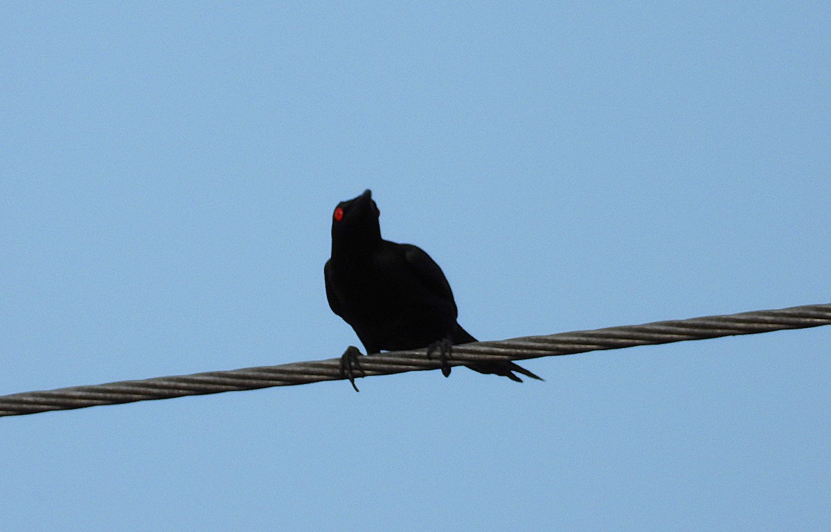 Metallic Starling - ML643863340