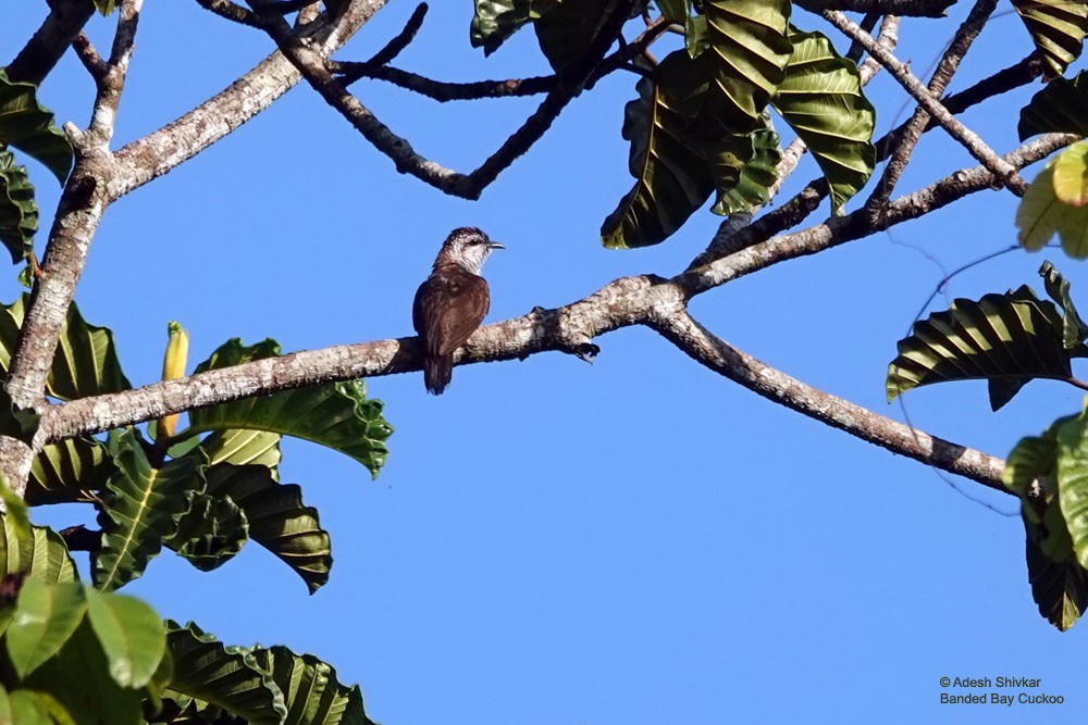 Banded Bay Cuckoo - ML643863341