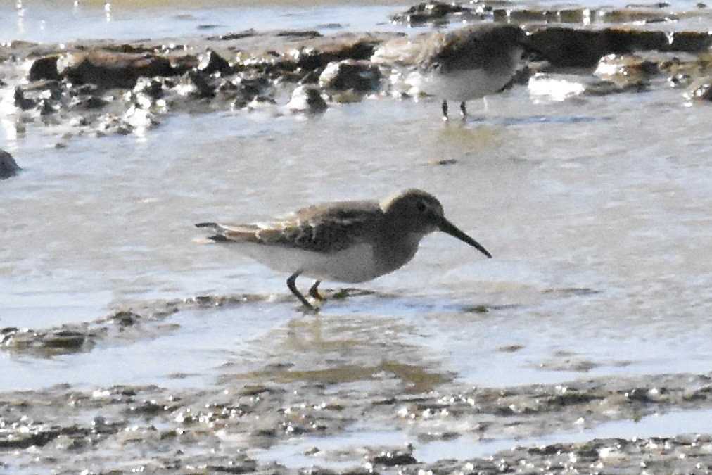 黑腹濱鷸 - ML643863348