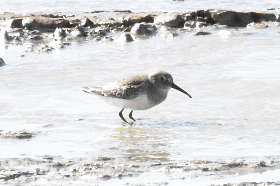 黑腹濱鷸 - ML643863349