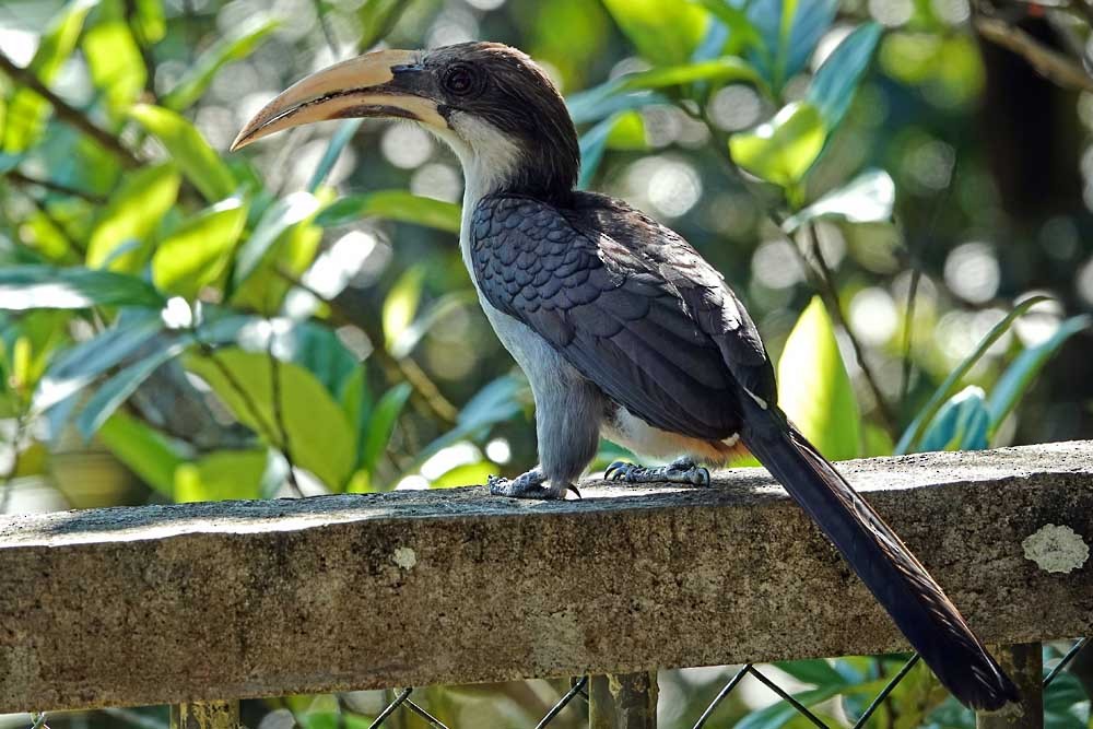 Sri Lanka Gray Hornbill - ML643863352