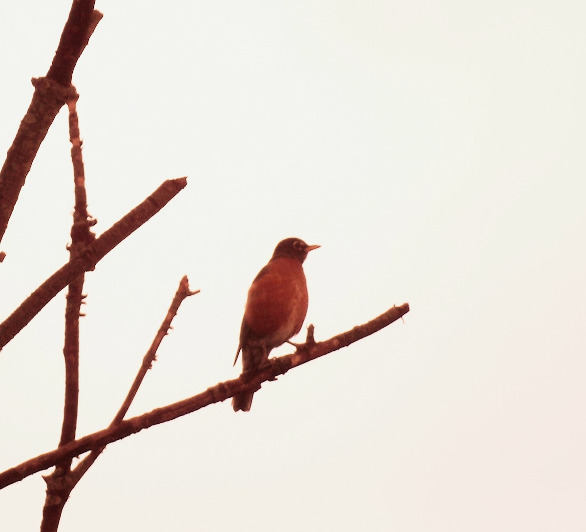American Robin - ML643863360