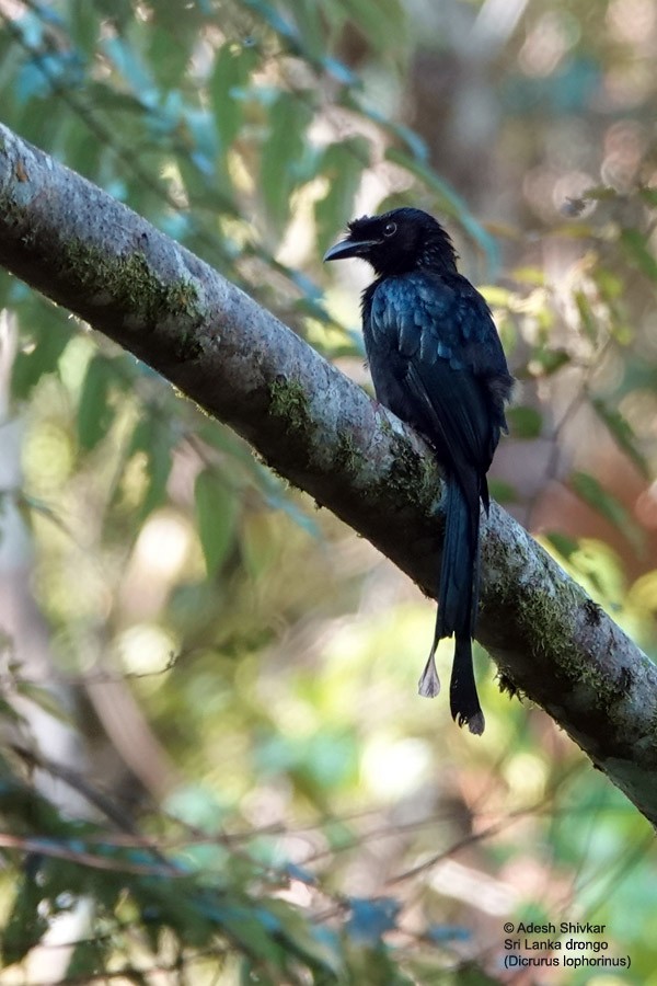 Sri Lanka Drongo - ML643863363
