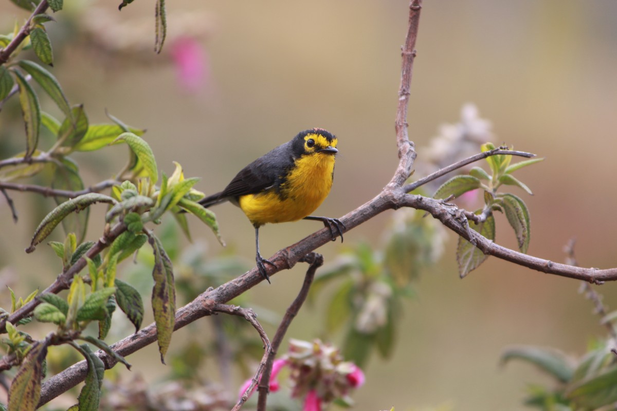 Spectacled Redstart - ML643863368