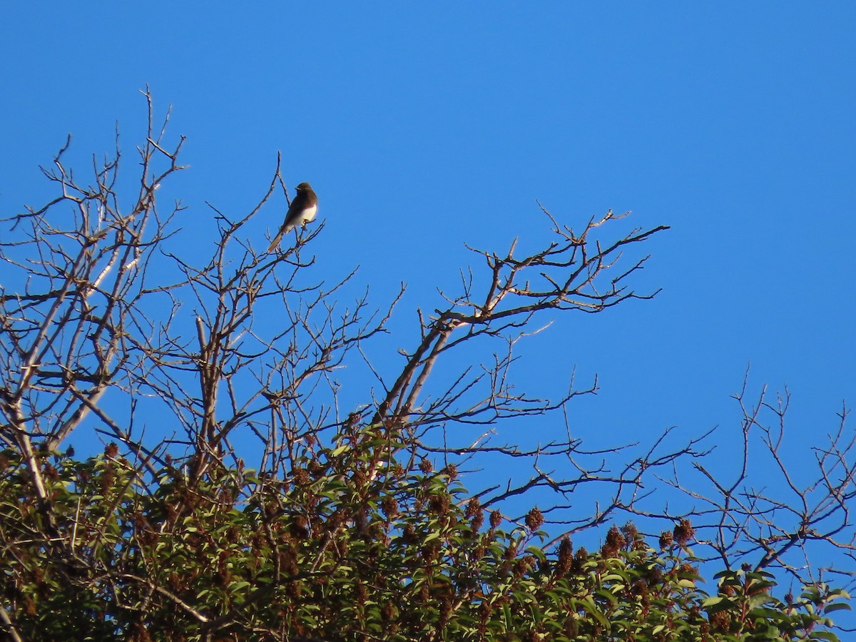 Black Phoebe - ML643863381
