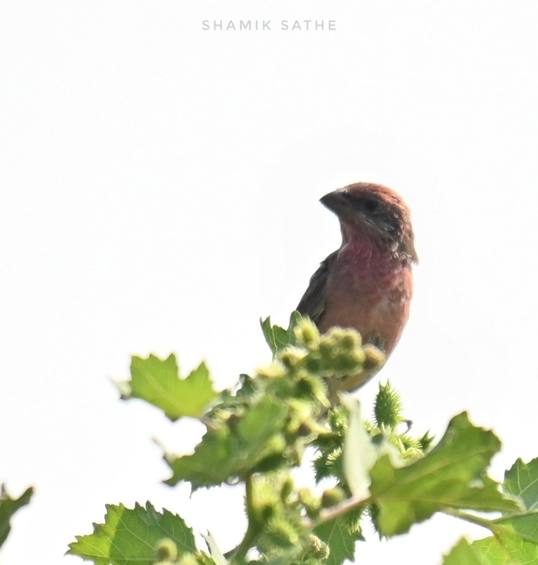 Common Rosefinch - ML643863397