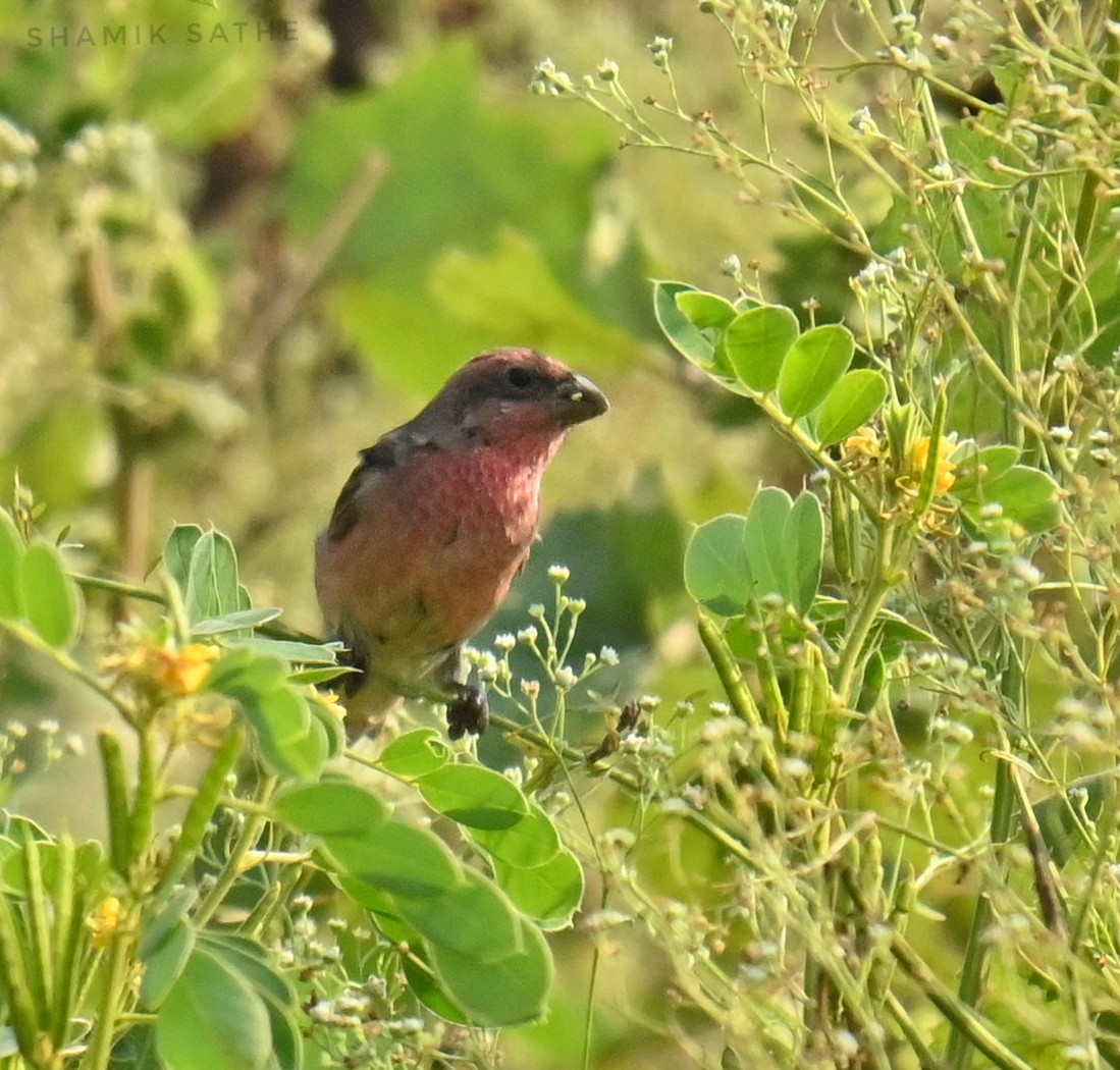 Common Rosefinch - ML643863398