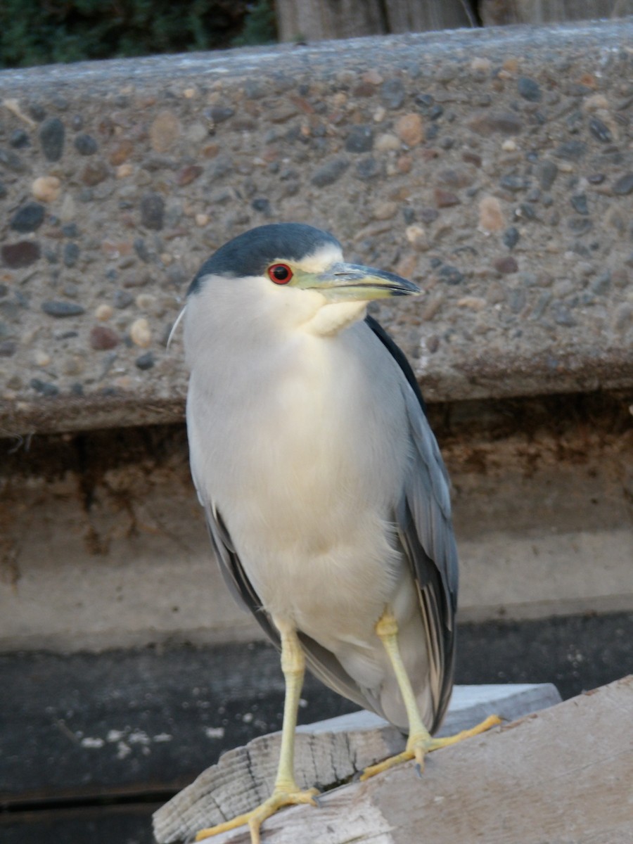 natthegre - ML643863467