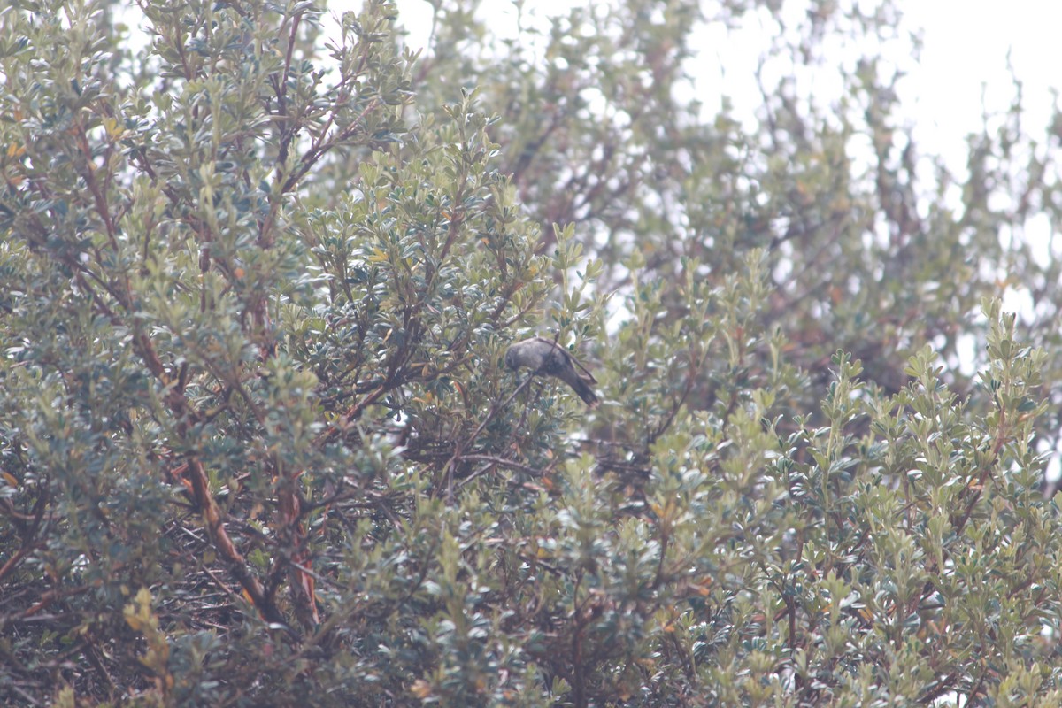 Ecuadorian Hillstar - ML643863504