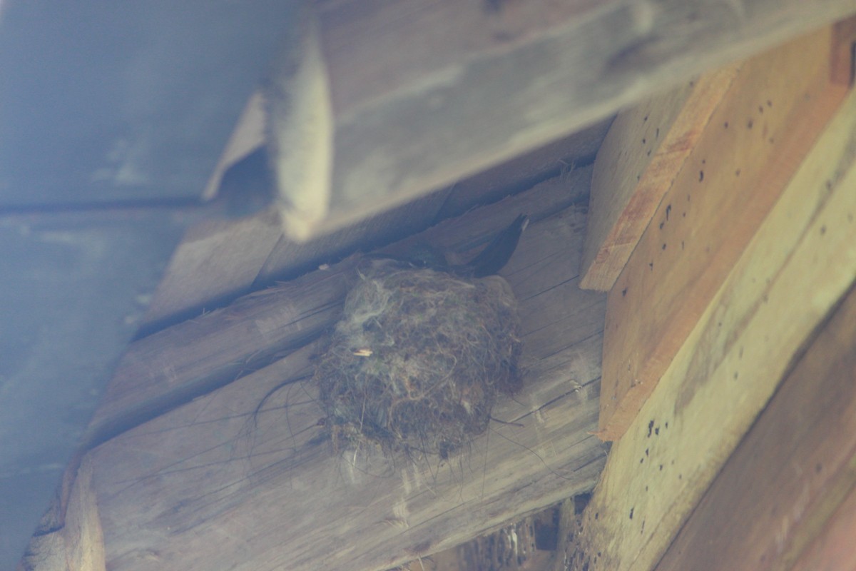 Ecuadorian Hillstar - ML643863505