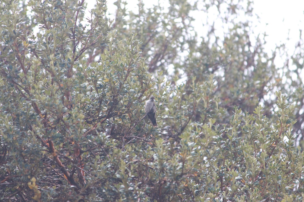 Ecuadorian Hillstar - ML643863506