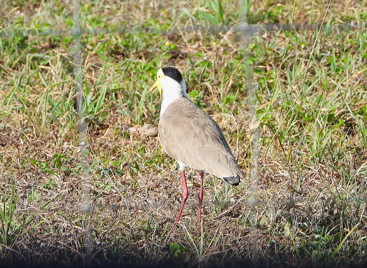 Masked Lapwing - ML643863507