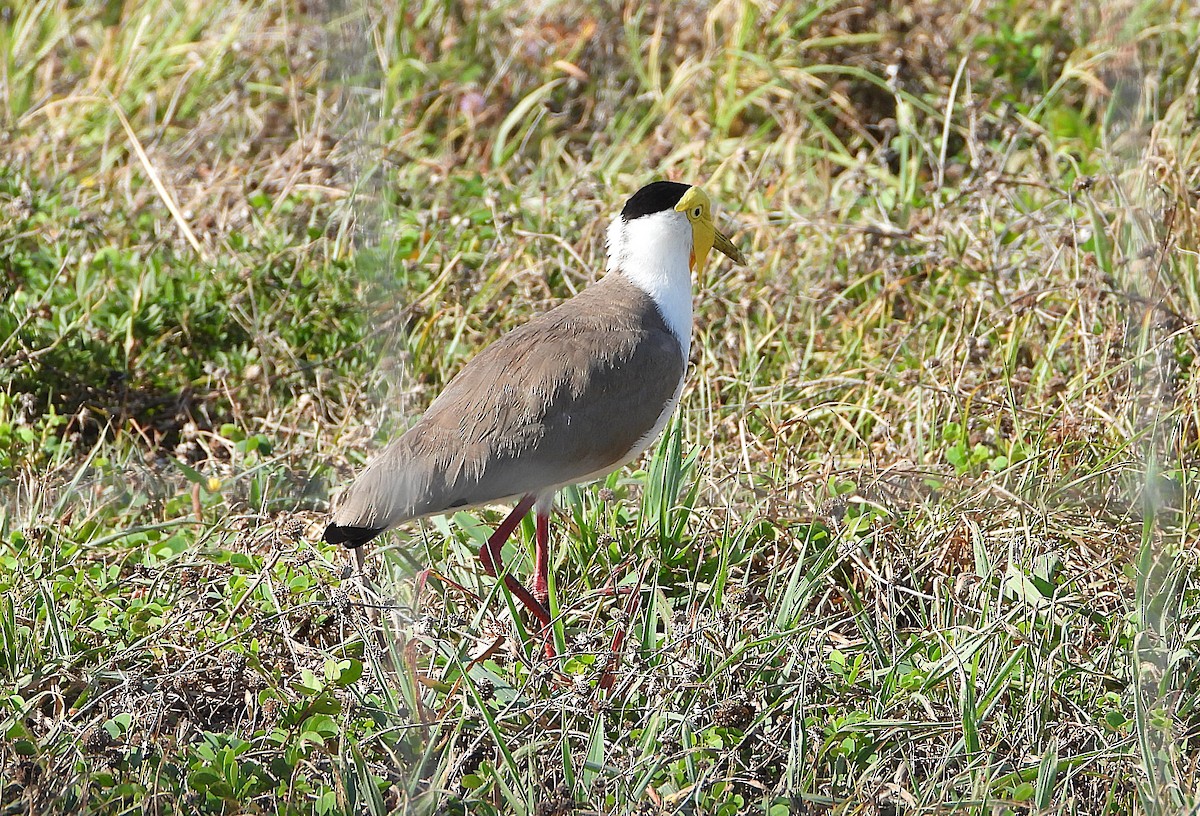 Masked Lapwing - ML643863552
