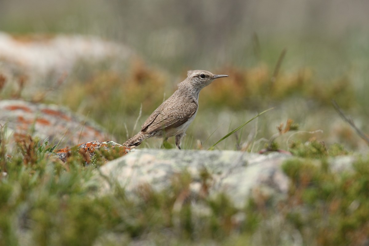 Rock Wren - ML643863553