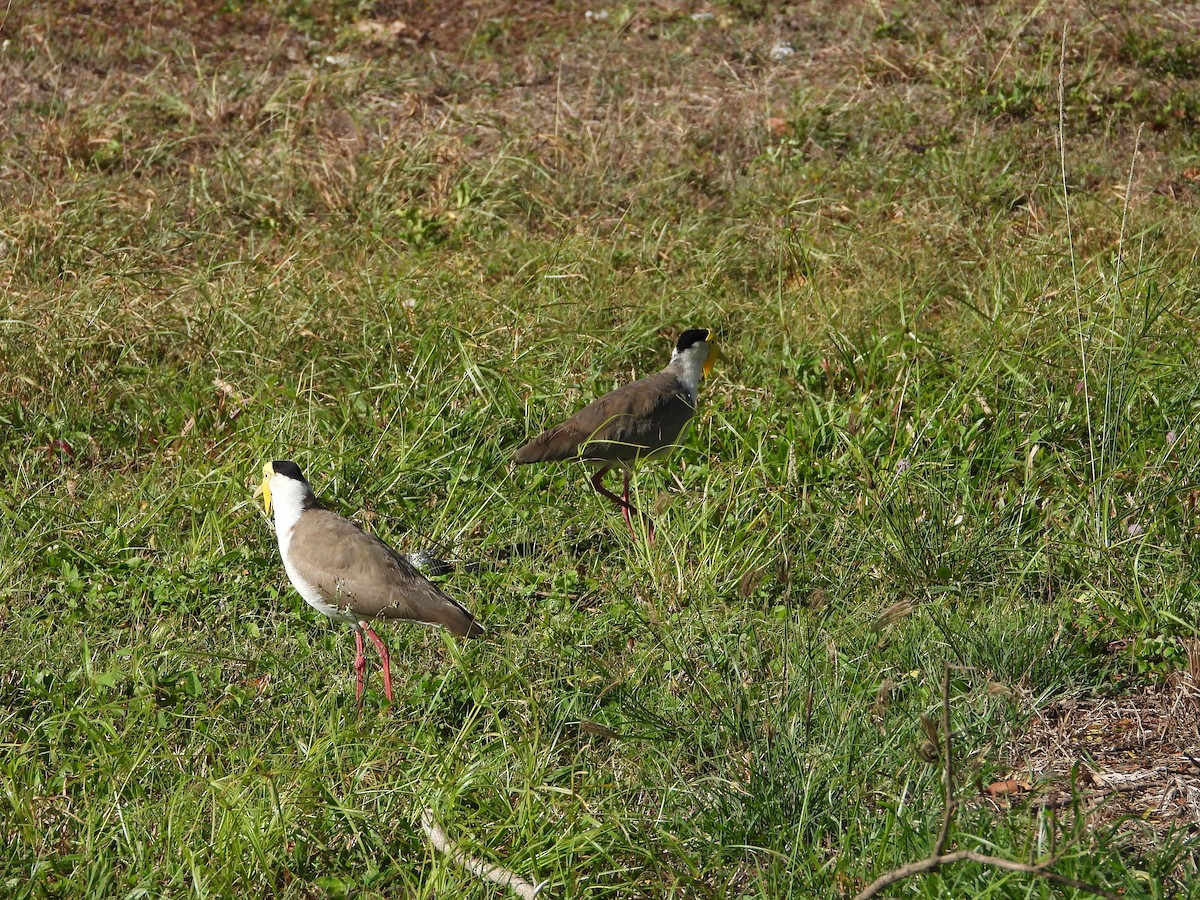 Masked Lapwing - ML643863557