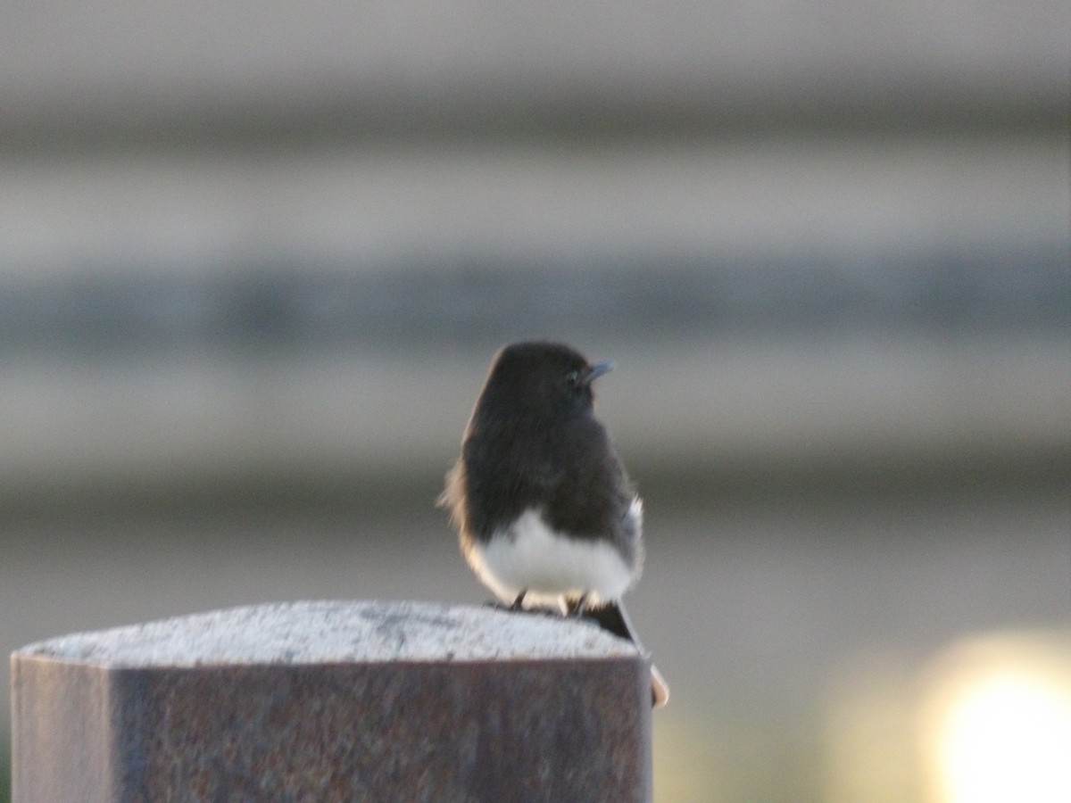 Black Phoebe - ML643863559
