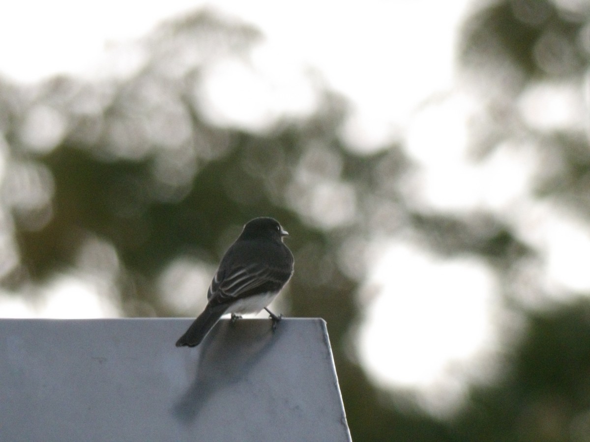Black Phoebe - ML643863560
