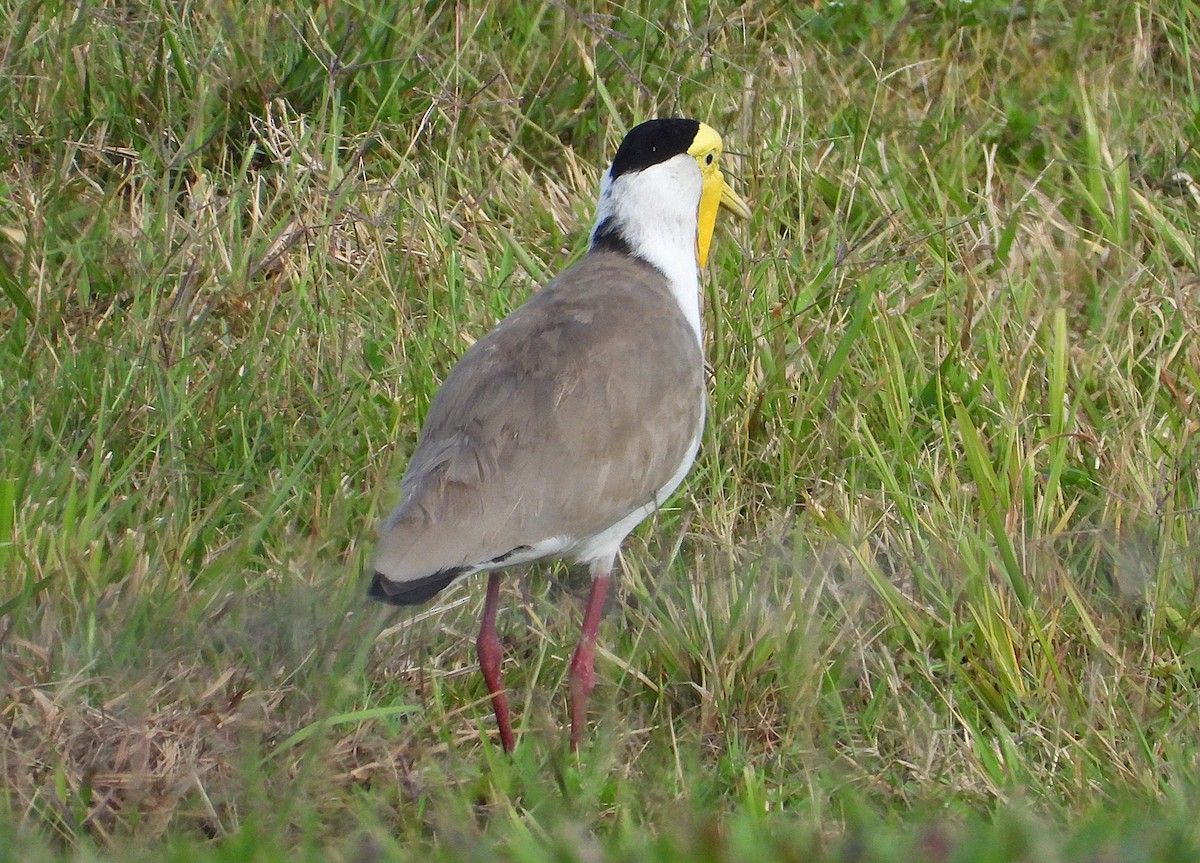 Masked Lapwing - ML643863563