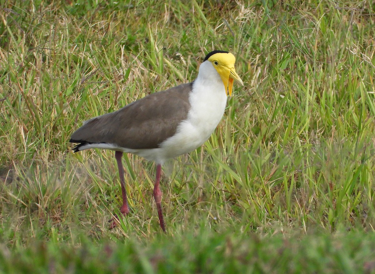 Masked Lapwing - ML643863564