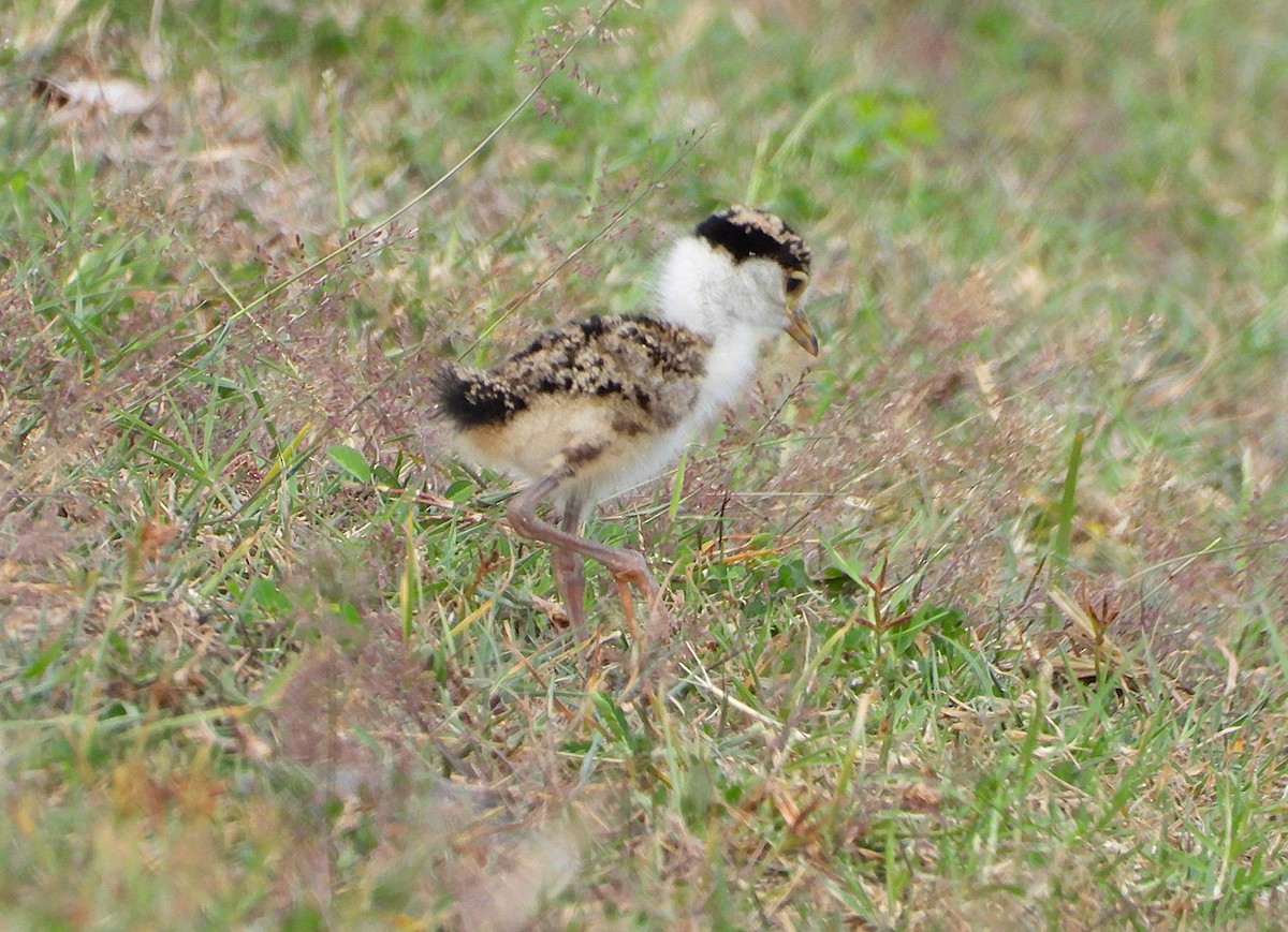 Masked Lapwing - ML643863570