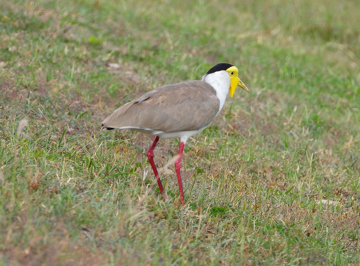 Masked Lapwing - ML643863571