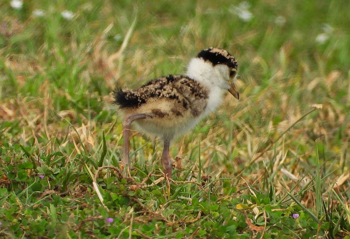 Masked Lapwing - ML643863572
