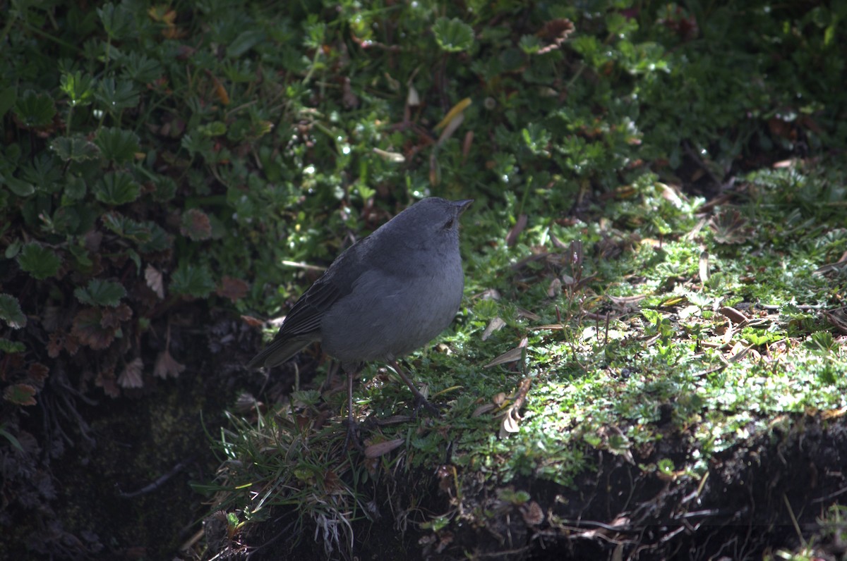 Plumbeous Sierra Finch (Northern) - ML643863580