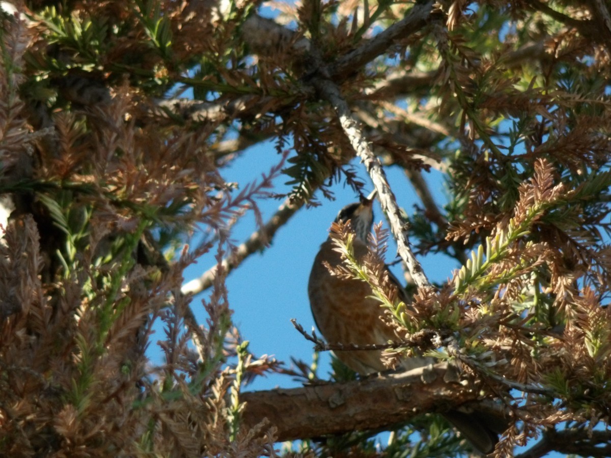 American Robin - ML643863585