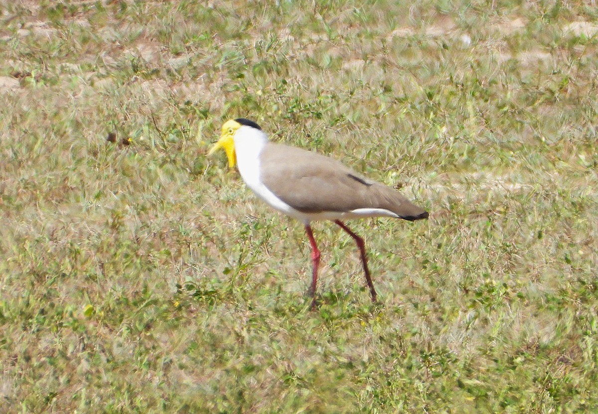 Masked Lapwing - ML643863587